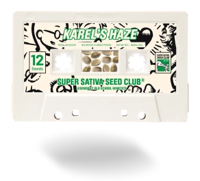 SSSC021201 - SUPER SATIVA SEED CLUB - KAREL'S HAZE REG | 12 SAMEN