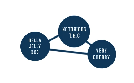 HUMBOLDT SEEDS COMPANY - HELLA JELLY FEM | 3 SEEDS