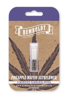 HUMBOLDT SEEDS COMPANY - PINEAPPLE MUFFIN AUTO | 3 SEEDS