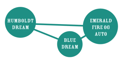 HUMBOLDT SEEDS COMPANY - HUMBOLDT DREAM AUTO | 3 SEEDS