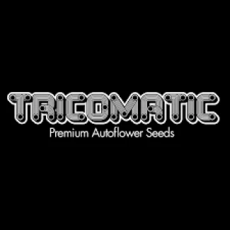 TRICOMATIC - FATBUD AUTO | 5 SEEDS