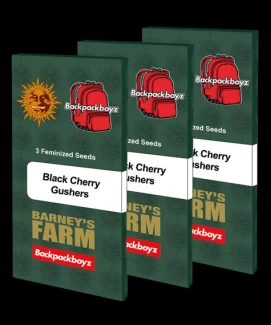 BARNEY'S FARM - BLACK CHERRY GUSHERS FEM | 10 SEEDS