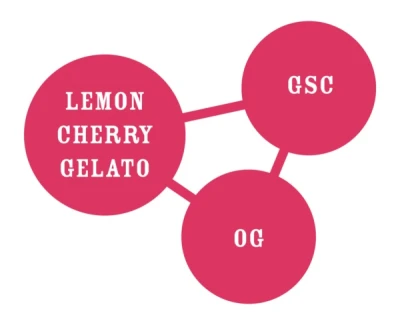 HUMBOLDT SEEDS COMPANY - DONUTZ FEM | 10 SEEDS