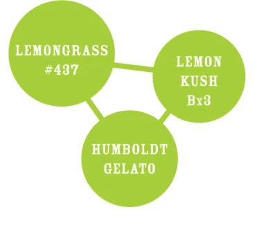HUMBOLDT SEEDS COMPANY - LEMONGRASS FEM | 10 SEEDS