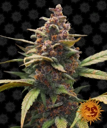 BFAP3 - BARNEY'S FARM - AYAHUASCA PURPLE FEM | 3 SEEDS