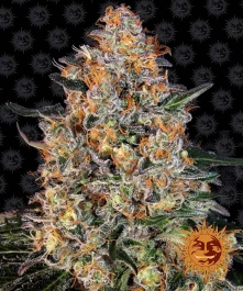 BF2004910 - BARNEY'S FARM - BUBBA KUSH FEM | 10 SEEDS