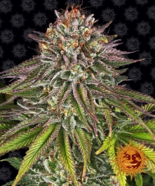 BFCK1 - BARNEY'S FARM - CRITICAL KUSH FEM | 1 SEED