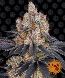 BFGF01 - BARNEY'S FARM - FEM ICE CREAM | 1 SEED