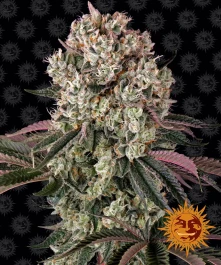 BF2004005 - BARNEY'S FARM - GLOOKIES FEM | 5 SEEDS