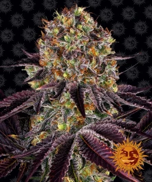 BF2005903 - BARNEY'S FARM - RUNTZ x LAYER CAKE FEM | 3 SEEDS