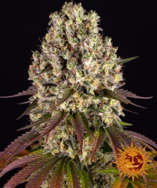 BF2006901 - BARNEY'S FARM - SOUR DIESEL FEM | 1 SEED