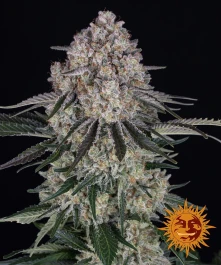 BF1003103 - BARNEY'S FARM - SOUR DIESEL AUTO FEM | 3 SEEDS