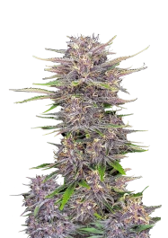 FBS10F9056 - FAST BUDS - BANANA PURPLE PUNCH AUTO FEM | 10 SEEDS