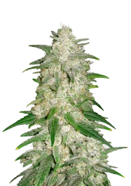 FBS05F9024 - FAST BUDS - GELATO AUTO FEM | 5 SEEDS