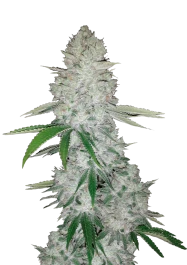 FBS01F9018 - FAST BUDS - GORILLA AUTO FEM (GORILLA GLUE AUTO FEM) | 1 (+1) SEED