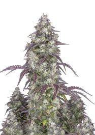 FBS03F0142 - FAST BUDS - LEMON PIE AUTO | 3 SEEDS