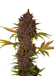 FBS03F9006 - FAST BUDS - LSD-25 AUTO | 3 SEEDS