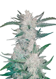FBS03F9001 - FAST BUDS - MEXICAN AIRLINES AUTO | 3 SEEDS