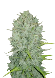 FBS10F9033 - FAST BUDS - ORIGINAL NORTHERN LIGHTS AUTO | 10 SEEDS