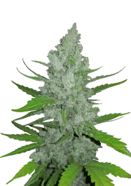 FBS05F9037 - FAST BUDS - ORIGINAL SOUR DIESEL AUTO | 5 SEEDS