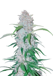 FBS05F9012 - FAST BUDS - SIX SHOOTER AUTO | 5 SEEDS