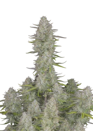 FBS05F9039 - FAST BUDS - WEDDING CHEESECAKE AUTO | 5 SEEDS