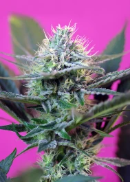 SWS+A3 - SWEET SEEDS - + SPEED AUTO® FEM (SWS27) | 3+1 SEEDS