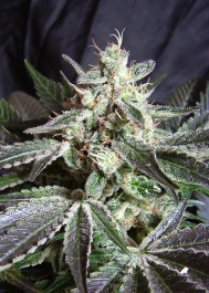 SWBJ25 - SWEET SEEDS - BLACK JACK® FEM (SWS01) 25 SEEDS