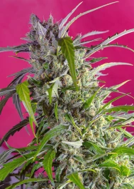 SWCRCAP100 - SWEET SEEDS - CRYSTAL CANDY AUTO® FEM (SWS61) | 100 SEEDS Available while stocks last
