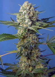 SWCRCFVP5 - SWEET SEEDS - CRYSTAL CANDY F1 FAST VERSION® FEM (SWS73) | 5+2 SEEDS