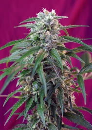 SWGPA3 - SWEET SEEDS - GREEN POISON AUTO® FEM (SWS30) | 3+1 SEEDS
