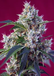 SWIBKP5 - SWEET SEEDS - INDIGO BERRY KUSH® FEM (SWS63) | 5+2 SEEDS Available while stocks last
