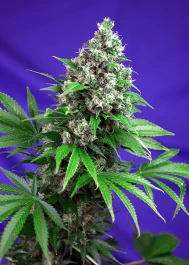 SWFVKK3 - SWEET SEEDS - KILLER KUSH F1 FAST VERSION® FEM (SWS52) | 3+1 SEEDS