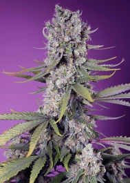 SWFVPZ100 - SWEET SEEDS - PAPAYA ZOAP F1 FAST VERSION® FEM (SWS111) | 100 SEEDS