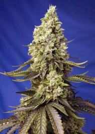 SWRXLAP3 - SWEET SEEDS - RUNTZ XL AUTO® FEM (SWS88) | 3+1 SEEDS