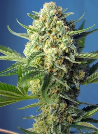 SWSAA5 - SWEET SEEDS - S.A.D. SWEET AFGANI DELICIOUS AUTO® FEM (SWS24) | 5+2 SEEDS