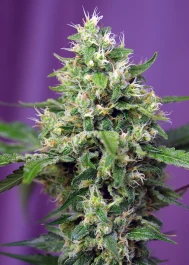 SWSAHXLAP3 - SWEET SEEDS - SWEET AMNESIA HAZE XL AUTO® FEM (SWS57) | 3+1 SEEDS
