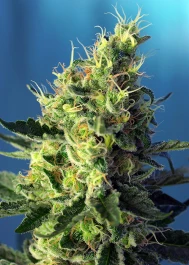 SWSPCP3 - SWEET SEEDS - SWEET PURE CBD® FEM (SWS65) | 3+1 SEEDS