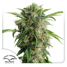 DP841002 - DUTCH PASSION - AUTO DAIQUIRI LIME® FEM | 100 SEEDS