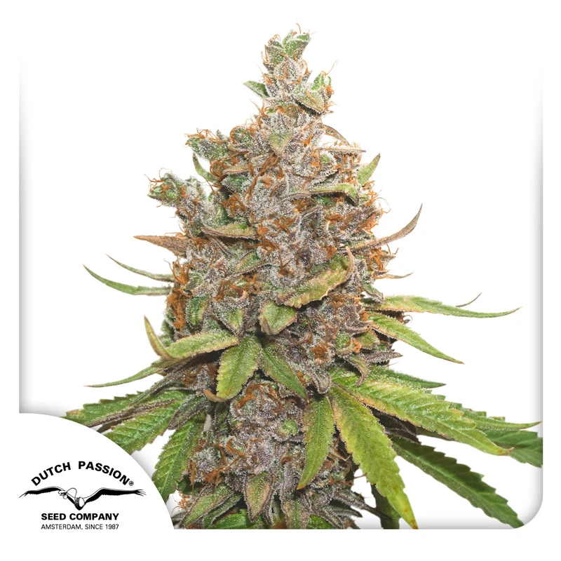 DP8872 - DUTCH PASSION - AUTO GLUEBERRY OG FEM | 7 SEEDS
