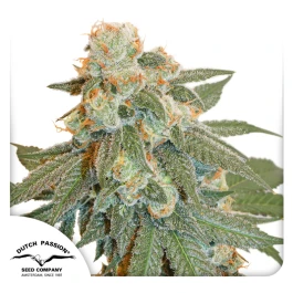 DP9472 - DUTCH PASSION - AUTO ORANGE BUD FEM | 7 SEEDS