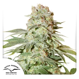 DP11632 - DUTCH PASSION - AUTO POWER PLANT FEM | 3 SEEDS