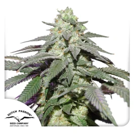 DP12032 - DUTCH PASSION - AUTO SKYWALKER HAZE FEM | 3 SEEDS