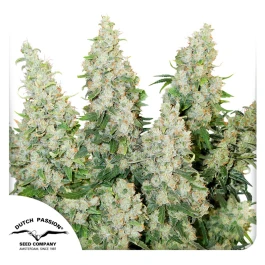 DP6012 - DUTCH PASSION - AUTO THINK DIFFERENT FEM | 1 SEED Available while stocks last