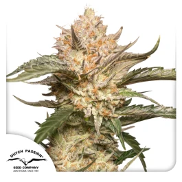 DP12732 - DUTCH PASSION - AUTO TRICHOME AND CREAM FEM | 3 SEEDS