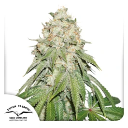 DP10852 - DUTCH PASSION - BANANA BLAZE FEM | 5 SEEDS