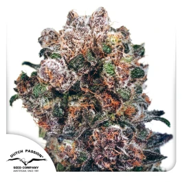 DP3832 - DUTCH PASSION - BLUEBERRY FEM | 3 SEEDS