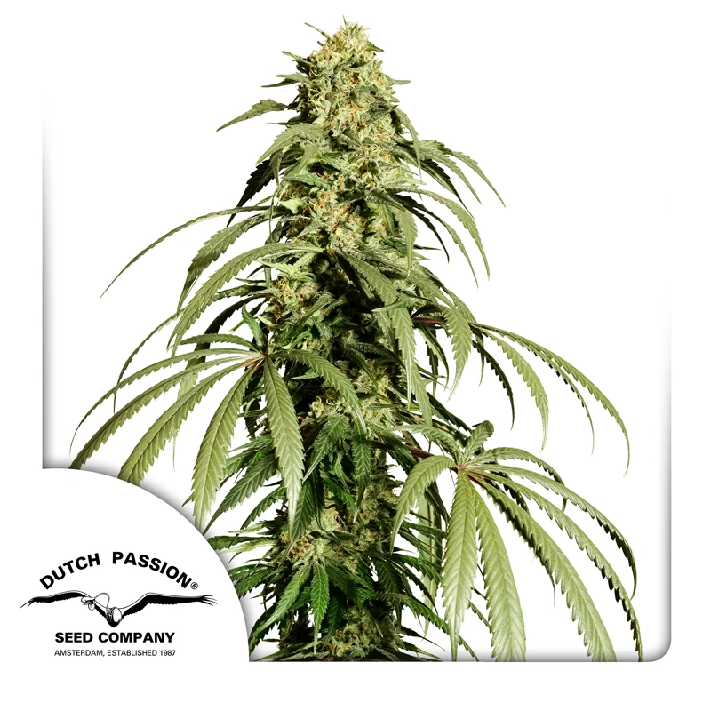 DP14601 - DUTCH PASSION - ICE CREAM HAZE REG | 10 SEEDS