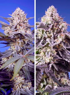 SWTDM004 - SWEET SEEDS - TROPICAL AND DELICIOUS MIX | 4 SEEDS