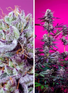 SWFDM004 - SWEET SEEDS - FRUITY AND DELICIOUS MIX | 4 SEEDS